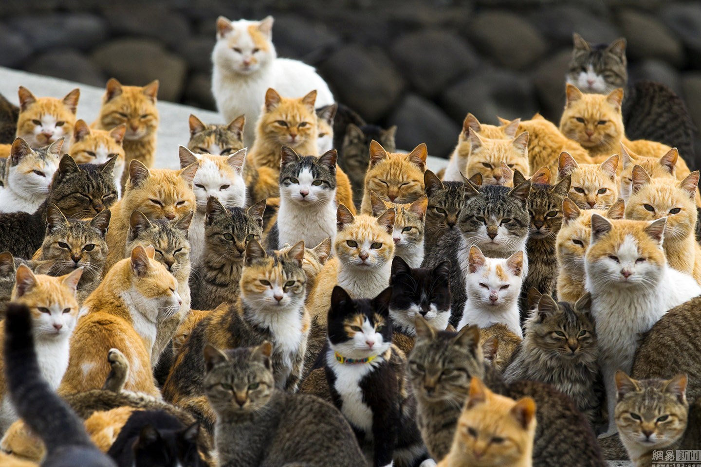 øen - Ormekur til kat om den fantastiske katte ø.