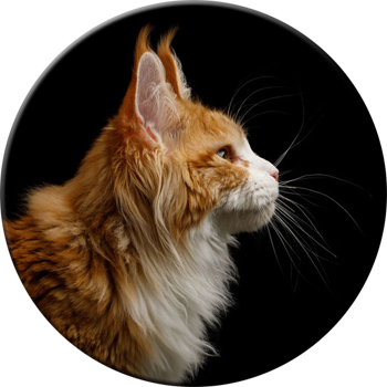 Maine Coon