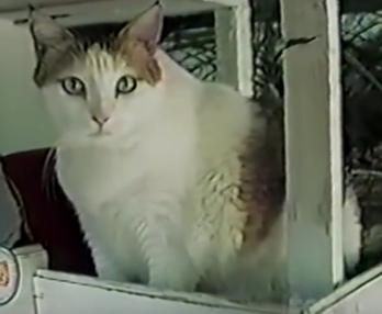slap af Fancy kjole Glatte Verdens ældste kat - Ormekur til kat har fundet verdens ældste kat
