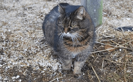Verdens ældste nulevende kat missan